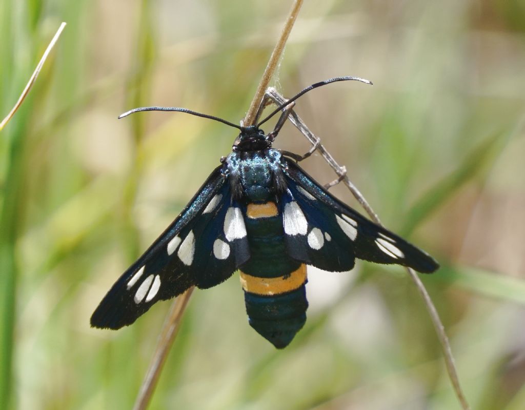 Amata phegea ?